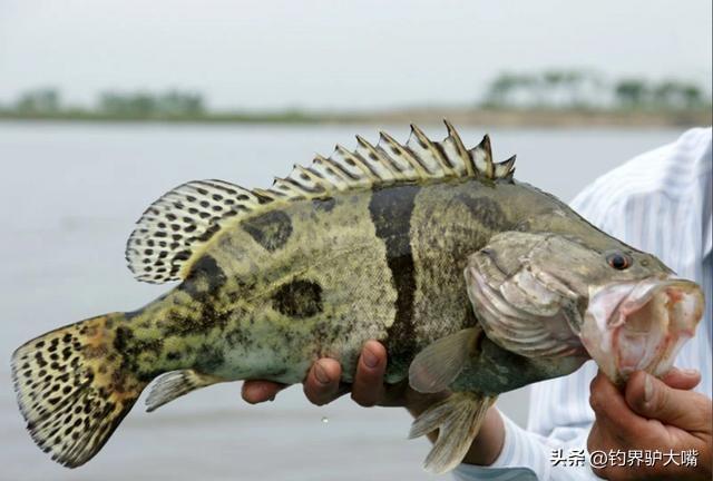 江西男子釣魚打龜一怒之下下水摸魚網(wǎng)友：不講武德(圖7)