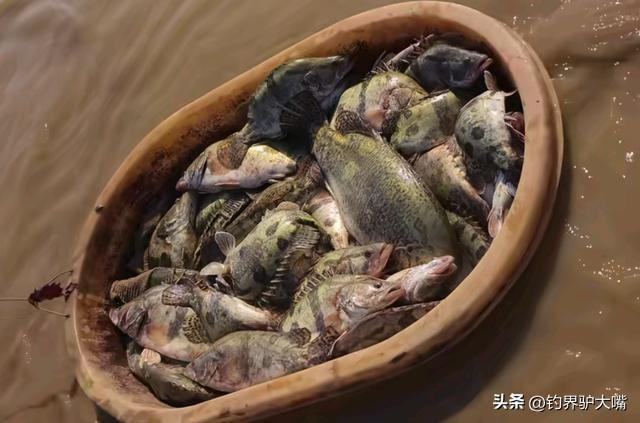 江西男子釣魚打龜一怒之下下水摸魚網(wǎng)友：不講武德(圖9)