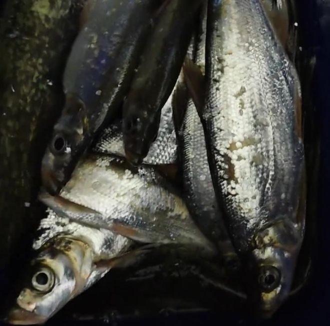 廣東男子釣上大量翹嘴魚6元1斤還包送網(wǎng)友：給我送兩噸！(圖5)